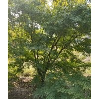 供應(yīng)精品無患子欒樹丹桂金桂紅梅紅楓雞爪槭日本紅楓染井吉野櫻