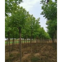 金枝國(guó)槐，金葉國(guó)槐