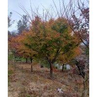 供應無患子欒樹香樟紅梅紅楓雞爪槭八月桂丹桂金桂日本紅楓櫻花