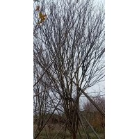 供應叢生紫薇羽毛楓染井吉野櫻丹桂金桂紅梅紅楓雞爪槭日本紅楓櫸