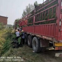 徐州濕地松苗供應(yīng)_優(yōu)質(zhì)濕地松-隨州希望苗圃