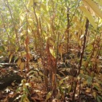 供應(yīng)四川成都臘梅 基地批發(fā)價(jià)格