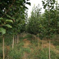 供應(yīng)四川成都白玉蘭 基地批發(fā)價(jià)格