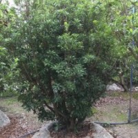 供應(yīng)四川成都楊梅 基地批發(fā)價(jià)格