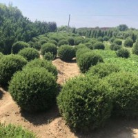 龍柏球胸徑100-150公分北京大苗圃基地購(gòu)樹(shù)木市排價(jià)