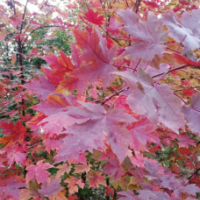 紅楓,美國(guó)紅楓,秋火焰