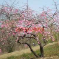 江蘇供應垂枝桃 苗圃直銷