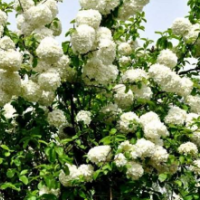 江蘇供應(yīng)木本繡球 低價(jià)銷售 苗圃直供量大