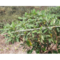 哪里有結(jié)香花 哪里結(jié)香花便宜？ 結(jié)香花苗圃直供