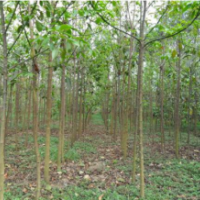 哪里有重陽木 低價(jià)供應(yīng)重陽木 2019重陽木價(jià)格