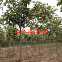 青桐樹(shù)哪里有貨源？ 江蘇青桐樹(shù)低價(jià)供應(yīng)