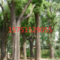 江蘇貨源黃連木 苗圃直銷 價(jià)格實(shí)惠