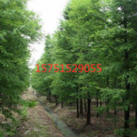 哪里有便宜的落羽杉 榮慶園林苗圃直供落羽杉