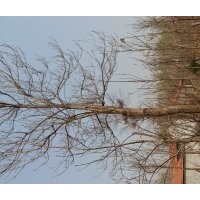 面臨征地，急處理楸樹！5公分-40公分！