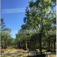 基地直供 批發(fā) 優(yōu)選精品 質(zhì)優(yōu)價(jià)廉