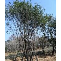 長期供應金枝槐 茶條槭 皂莢