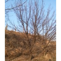 長(zhǎng)期供應(yīng)銀杏 山杏 梅李