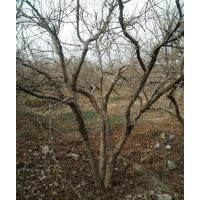 長(zhǎng)期供應(yīng)石榴