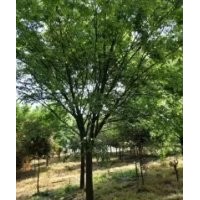 江蘇20公分櫸樹價格，浙江20公分櫸樹價格，上海20公分櫸樹批發(fā)
