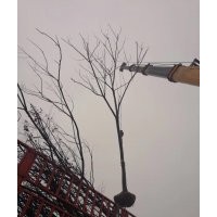 欒樹產(chǎn)地直銷、1-20公分100萬供應(yīng)、