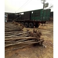 火炬樹(shù) 平頭火炬樹(shù) 造型火炬樹(shù)