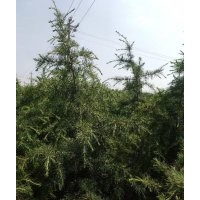4到4.5米雪松