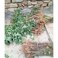 刺槐苗一年苗二年苗供貨