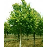 金葉榆18-20公分