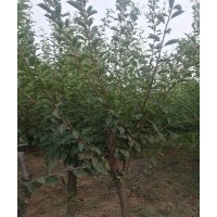 榆葉梅8～10公分