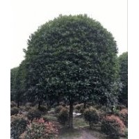 桂花價(jià)格報(bào)價(jià)