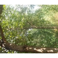 倒地處理楸樹！急急急！