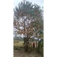 供應(yīng)精品無患子欒樹雞爪槭紅楓紅梅紅楓櫻花丹桂金桂羽毛楓