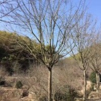 供應(yīng)染井吉野櫻丹桂金桂紅梅紅楓雞爪槭櫸樹羽毛楓日本紅楓