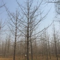 銀杏樹--基地驚爆價(jià)處理