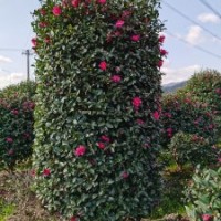 國(guó)產(chǎn)云片造型茶梅哪里有