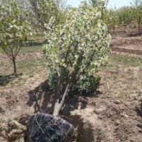 八棱海棠價格 基地6公分7公分八棱海棠樹價格