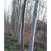 法桐(地上1.2米徑)