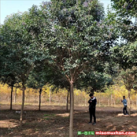 園林綠化中大葉女貞有什么具體應(yīng)用？