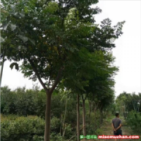 常年批發(fā)供應苦楝樹價格優(yōu)惠，規(guī)格有5公分，6公分，7公分，8公分