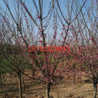 紅梅樹哪里有？ 江蘇大量供應(yīng)紅梅樹