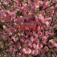 哪里有榆葉梅 低價供應(yīng)