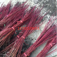 江蘇哪里有紅瑞木 低價(jià)供應(yīng) 20149紅瑞木價(jià)格