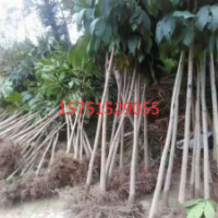 七葉樹哪里有？江蘇榮慶七葉樹 低價(jià)供應(yīng)