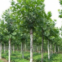 哪里有法桐？ 江蘇榮慶園林大量供應(yīng)法桐