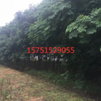 那里有苦楝樹(shù)貨源？哪里有便宜的苦楝樹(shù) 江蘇苗圃低價(jià)供應(yīng)苦楝樹(shù)