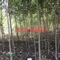 哪里有女貞低價批發(fā) 2019女貞價格