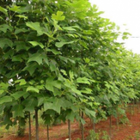 哪里有馬褂木貨源？ 供應(yīng)馬褂木