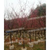 福建山櫻花 基地批發(fā)