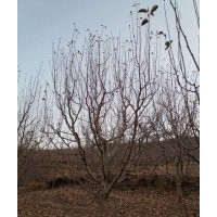 長(zhǎng)期供應(yīng)垂絲海棠