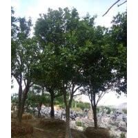 供應(yīng)各規(guī)格湖南香泡、全冠香泡、移栽香泡、移栽全冠香泡、叢生香